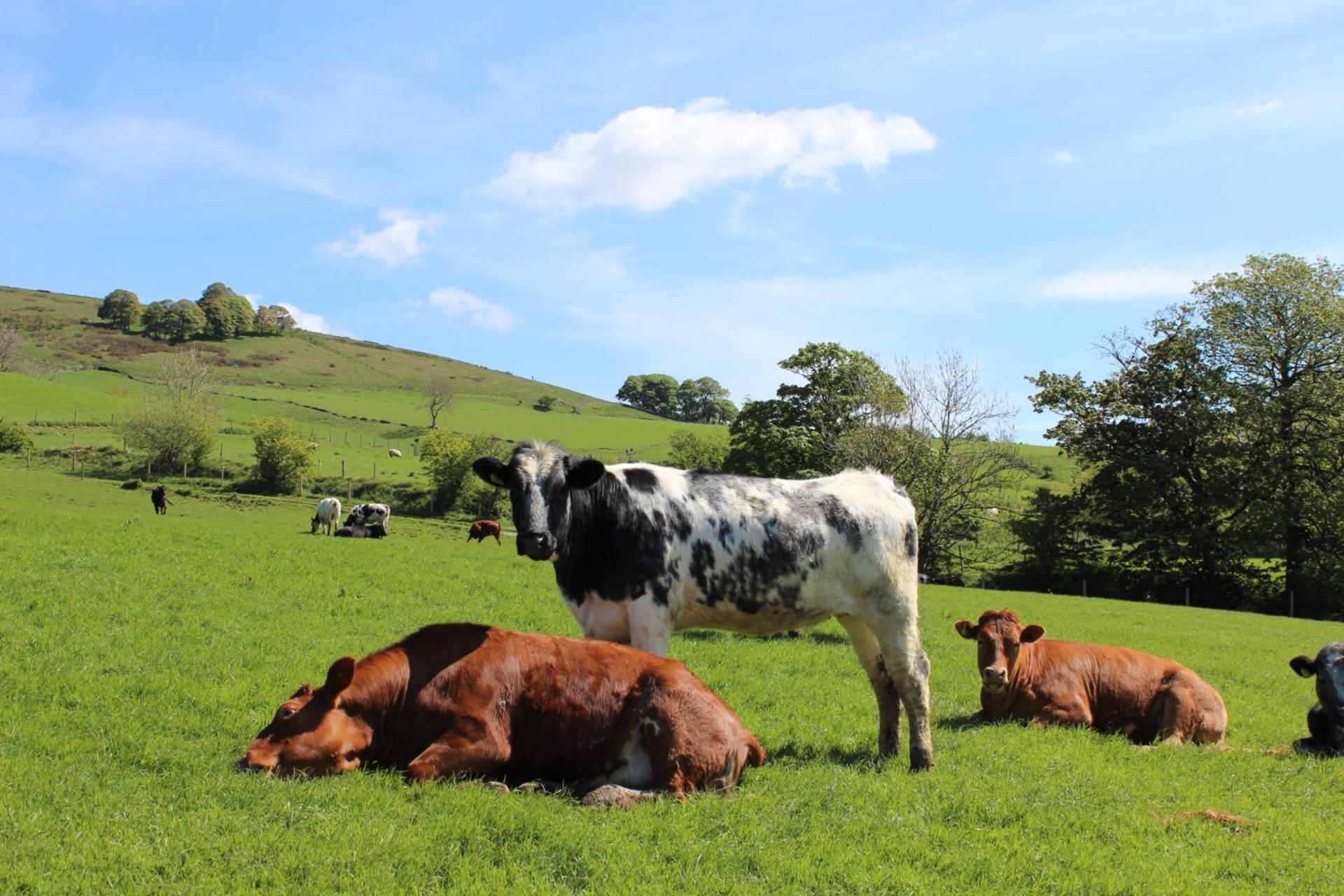 Riding House Farm Cottages Castleton  Esterno foto