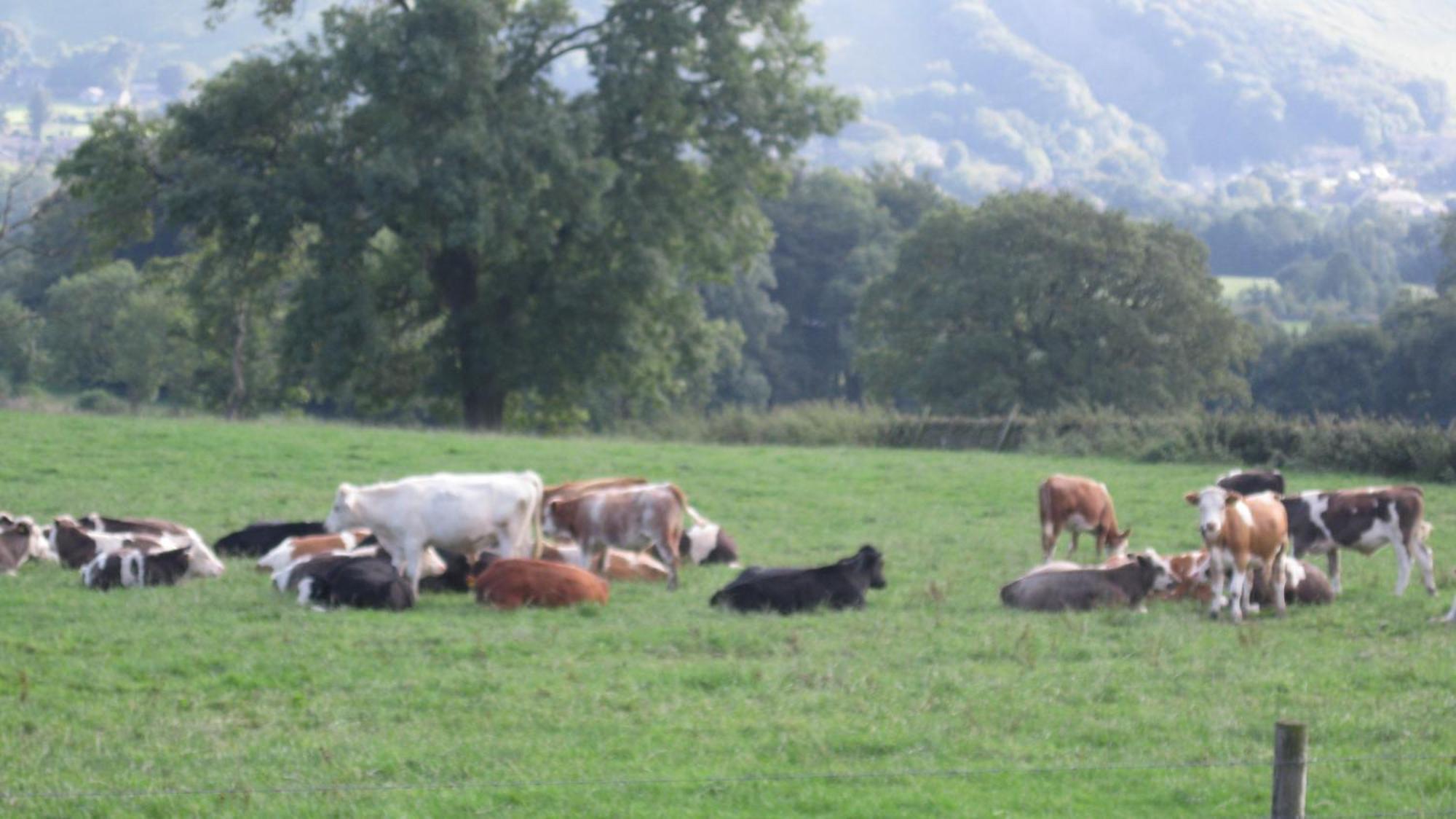 Riding House Farm Cottages Castleton  Esterno foto